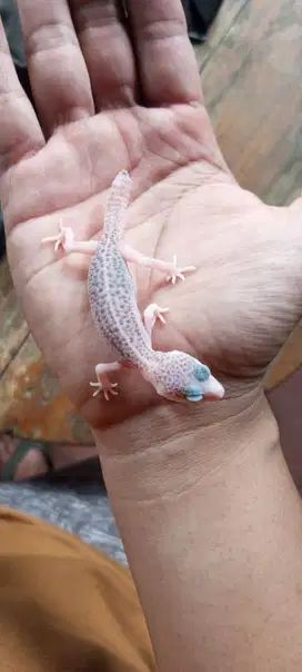 Gecko Baby Pied