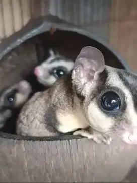 Sugar Glider CG Jantan