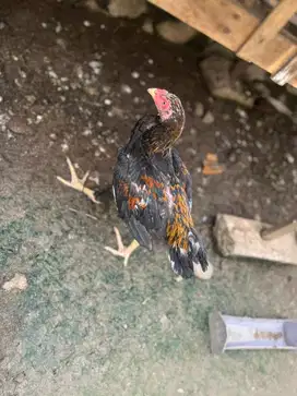 Ayam Lhk murni ori