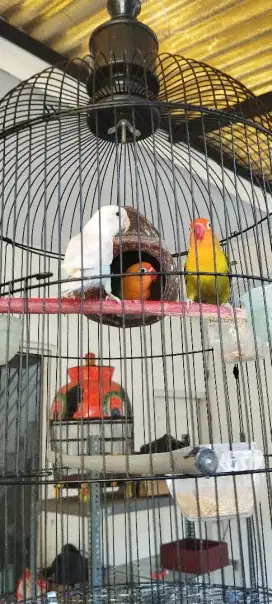 jual borong 3 ekor lovebird