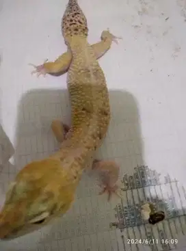 Dijual leopard gecko ada 21ekor.