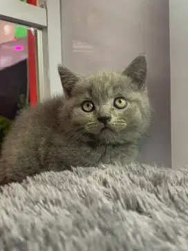 British shorthair