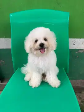 Anakan Bichon Frise