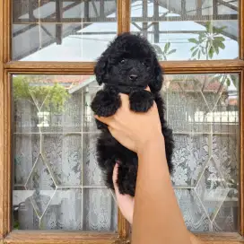 POODLE BLACK MALE HITAM JANTAN KUALITAS BAGUS