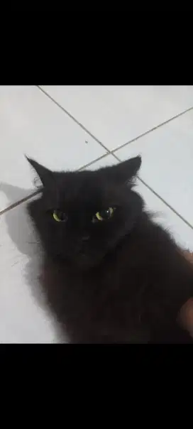 Kucing persia full item betina umur 1 taun lebih