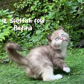 Kucing scottish fold betina