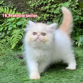 Kucing peaknose pesek longhair jantan