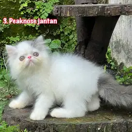 Kucing peaknose pesek longhair jantan