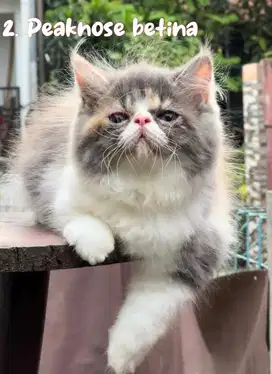 Kucing peaknose pesek longhair betina