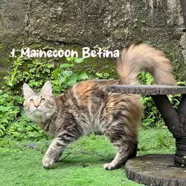 Kucing mainecoon pure non ped parent ped