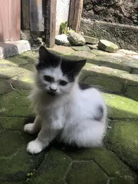 Anak kucing anggora