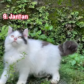 Kucing persia angora longhair kitten