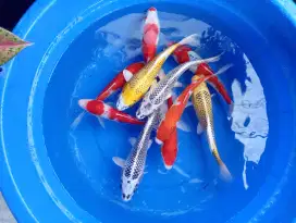 Ikan Koi Blitar 25-30cm sepaket 10pcs MURAH