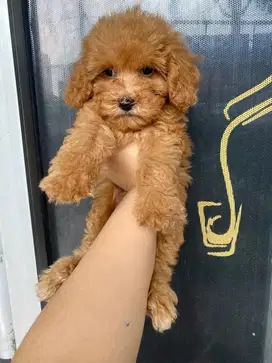 Red toy poodle (Rtp)