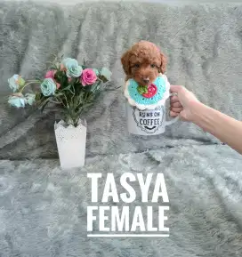 Super Red Toy Poodle, Size Teacup