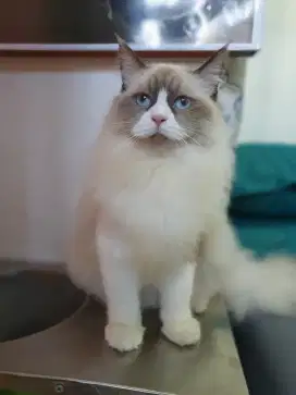 Kucing ragdoll pejantan