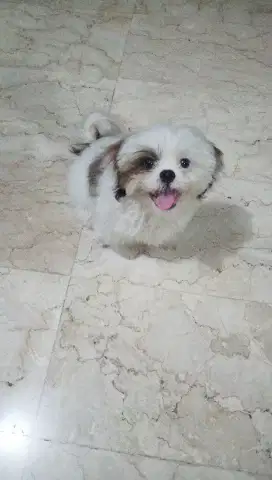 Shihtzu umur 3,5 bulan / SHIHTZU