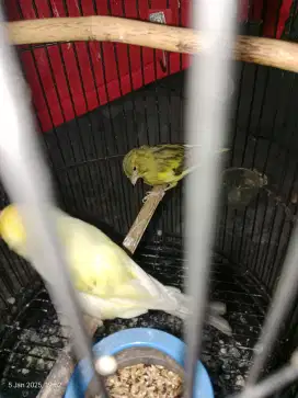 Burung kenari mau di mahar/bt burung lain