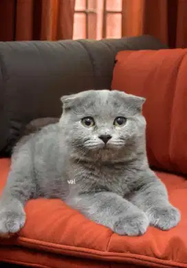 Kucing kitten Scottish Fold blue not Gaelic bsh