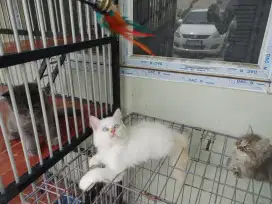 Kucing kitten persia redpoint / himalaya / anggora / peaknose flatnose