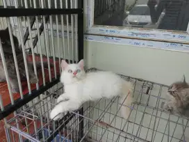 Kucing kitten persia redpoint / anggora / himalaya / peaknose flatnose