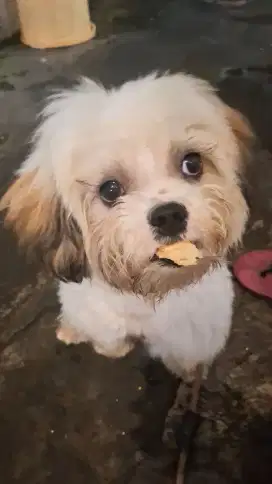 Shih tzu 7 bulan