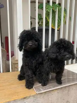 Poodle anakan 3 bulan ras asli