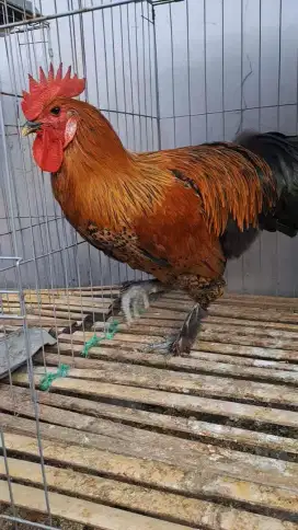 Ayam Brahma jantan siap kawin