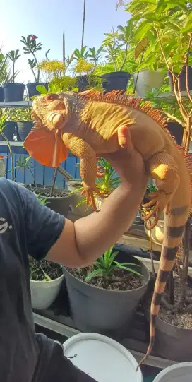 Iguana Red Sehat makan rakus