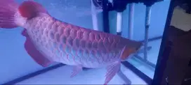 Jual BU Ikan Arwana  Super Red