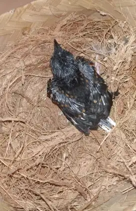 Anak burung murai batu umur 10 hari.