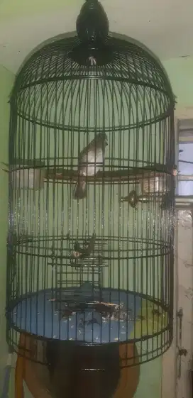 Burung trucukan dan kandang