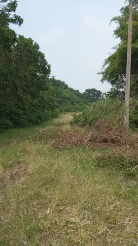 Tanah kebun murah dekat perum panorama cinanjung