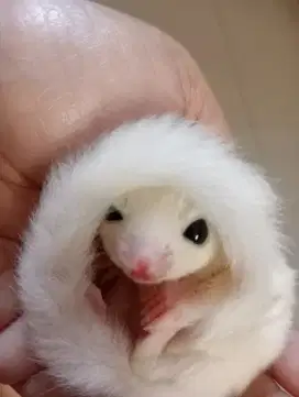 Sugar Glider Joey Leucistic Betina