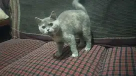 Kucing BSH betina