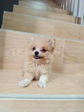 Anjing Minipom Lucu