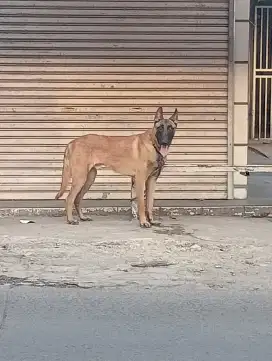 Belgian Shepherd