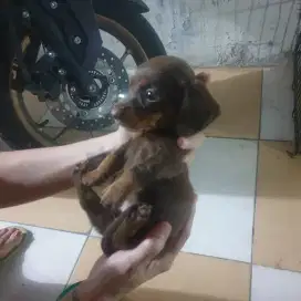 PUPPIES DACHSHUND / TEKEL