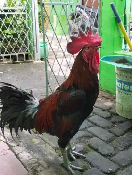 Jual ayam pelung jantan .usia 1.5 tahun