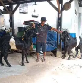 kambing kendit jantan bandot super 1-2 tahunan lingkar putih nyambung