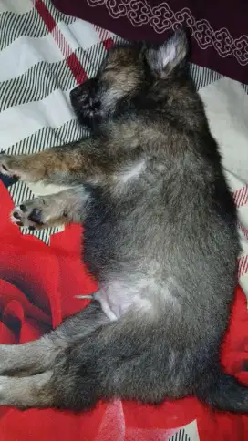 Anjing lucu masi 2 bulan