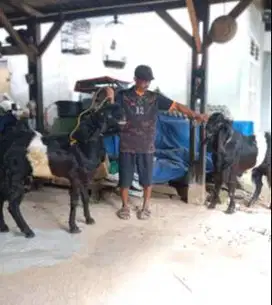 kambing kendit jantan 1-2 tahunan bandot super siap nazar hajatan obat