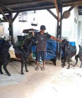 kambing kendit jantan 1-2 tahunan bandot super siap hajatan nazar obat