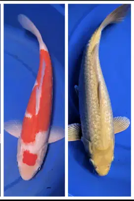 Ikan Koi Kohaku 35cm & Karashi 38cm