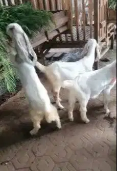 5 ekor anakan bibit kambing etawa senduro 3-4 bulan 1 betina 4 jantan