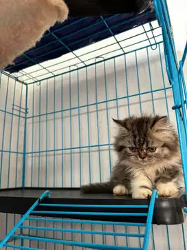 Kitten Persian Medium Peaknose