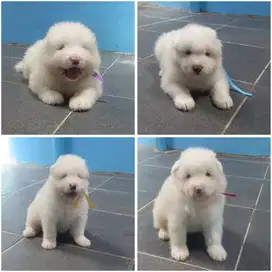 Samoyed puppy betina