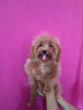 Borongan puppy toy poodle 4ekor