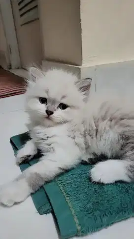 Anak kucing anggora/kitten ragdol jantan/kucing ragdol jantan