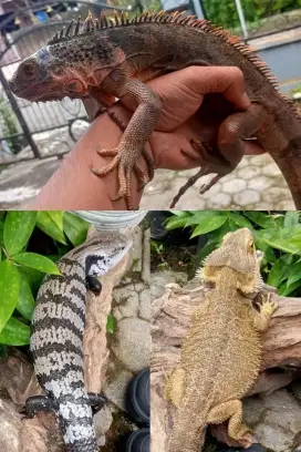 Red Iguana, Panana Halmahera, Bearded Dragon